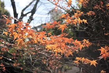 三十三間堂の風景