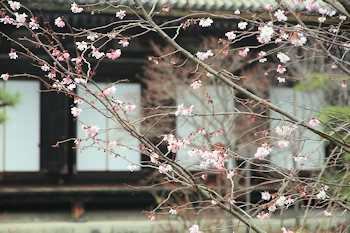 三十三間堂の風景