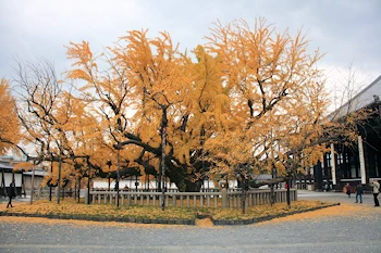 西本願寺の風景