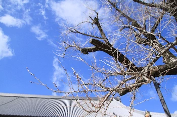 西本願寺の風景