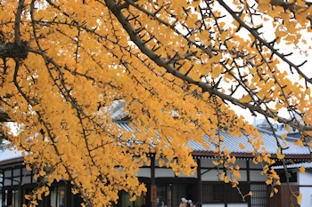 西本願寺の風景
