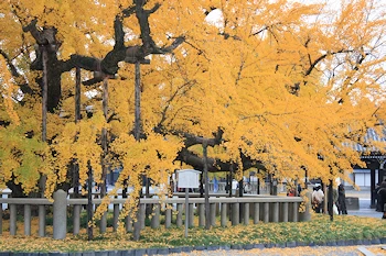 西本願寺の風景