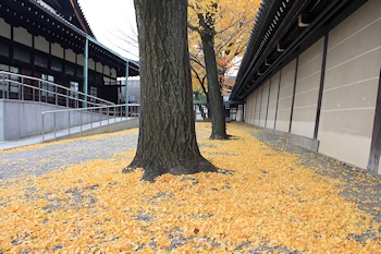 東本願寺の風景