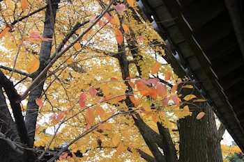 東本願寺の風景