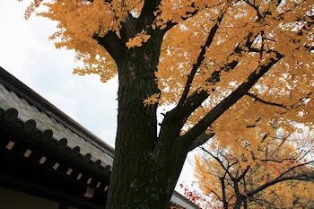 東本願寺の風景