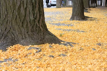 東本願寺の風景