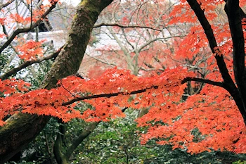 霊鑑寺の風景