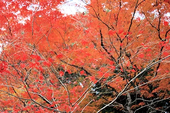 霊鑑寺の風景