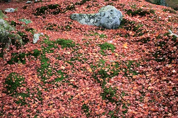 霊鑑寺の風景