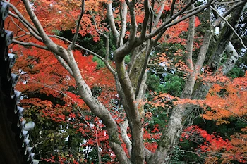 霊鑑寺の風景