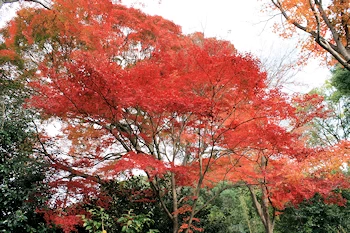 霊鑑寺の風景