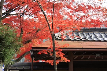 白沙村荘の風景