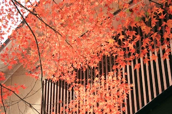 白沙村荘の風景