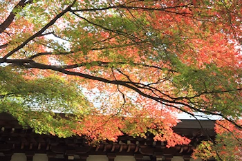 白沙村荘の風景
