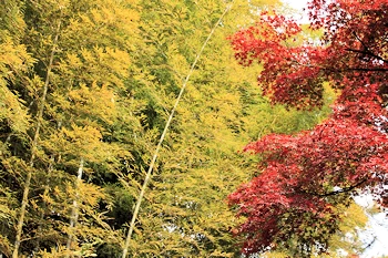 白沙村荘の風景