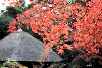 白沙村荘の風景