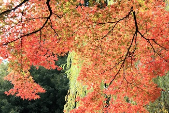 白沙村荘の風景