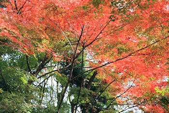白沙村荘の風景