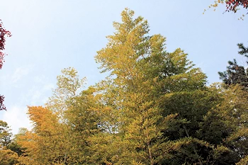 白沙村荘の風景