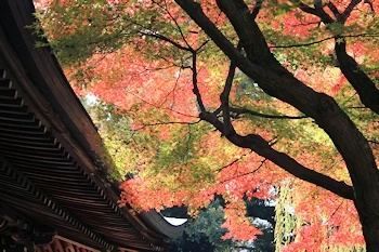 白沙村荘の風景