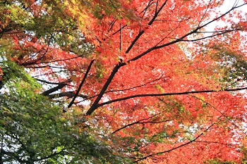 白沙村荘の風景