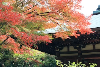 白沙村荘の風景