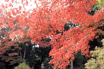 白沙村荘の風景