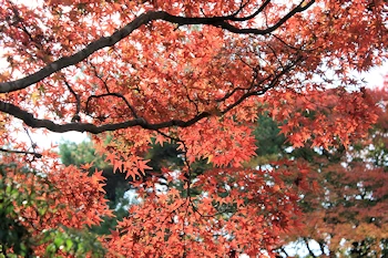 白沙村荘の風景