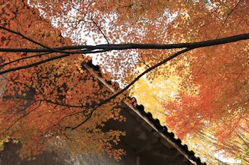 白沙村荘の風景