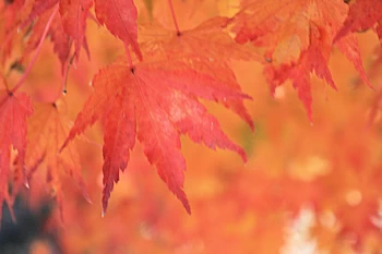 阿弥陀寺の風景