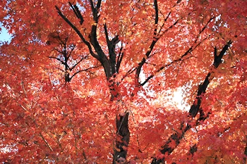 阿弥陀寺の風景