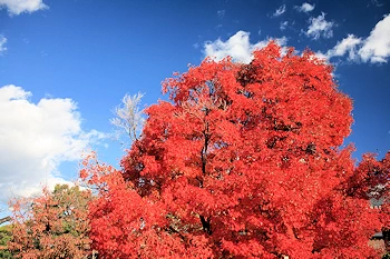 阿弥陀寺の風景