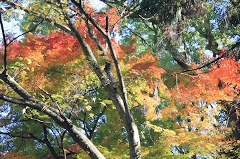 上御霊神社の風景