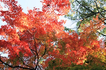 上御霊神社の風景