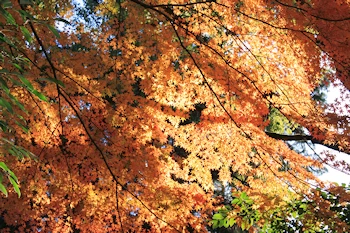 上御霊神社の風景