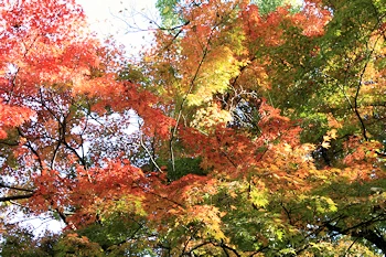 上御霊神社の風景