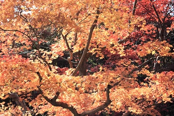 大原野神社の風景