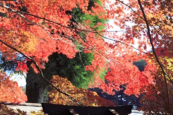 大原野神社の風景