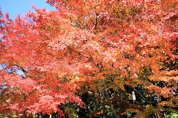 大原野神社の風景