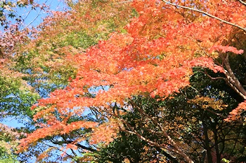 大原野神社の風景