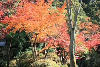 大原野神社の風景