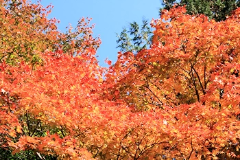 大原野神社の風景