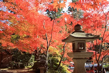 大原野神社の風景