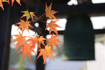 三室戸寺の風景