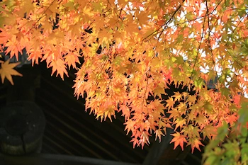 三室戸寺の風景