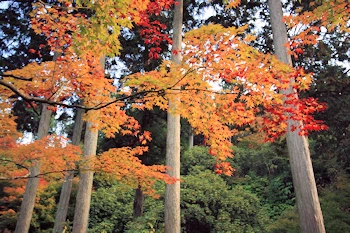 三室戸寺の風景