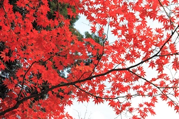 三室戸寺の風景