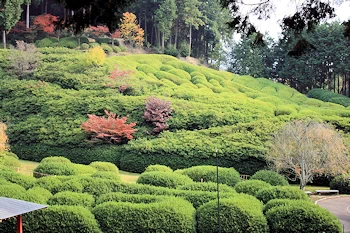三室戸寺の風景