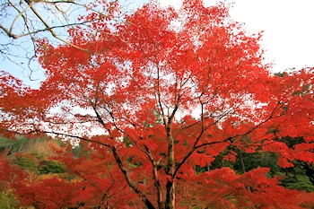 三室戸寺の風景