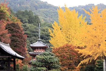 三室戸寺の風景